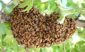 Bienenschwarm im Traum