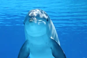 Delfin im Traum