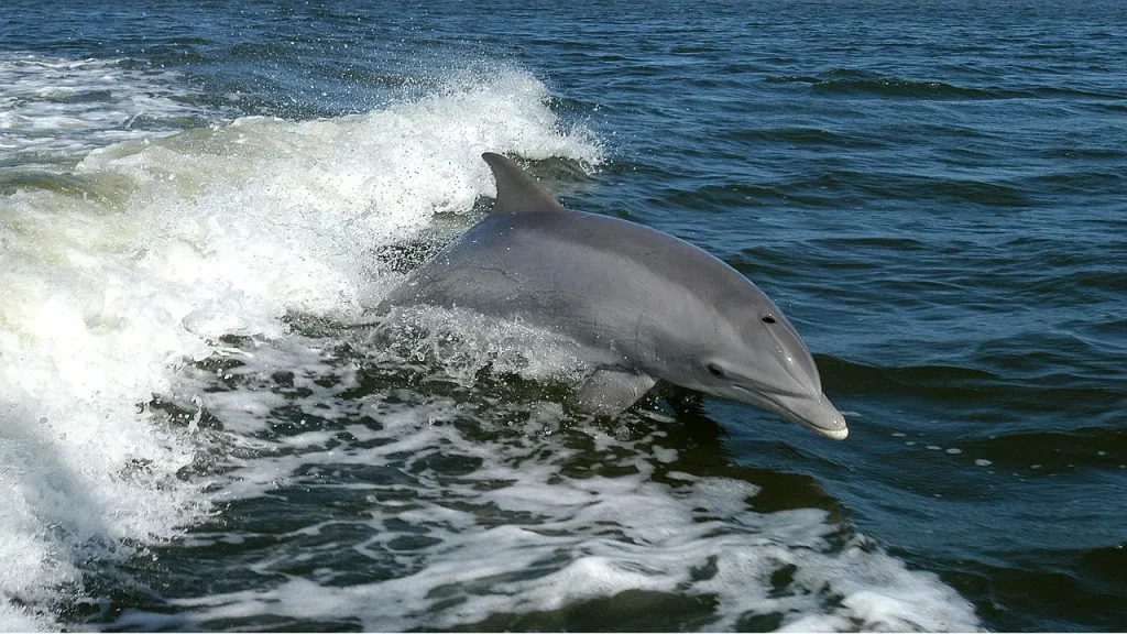 Delfin im Traum deutung