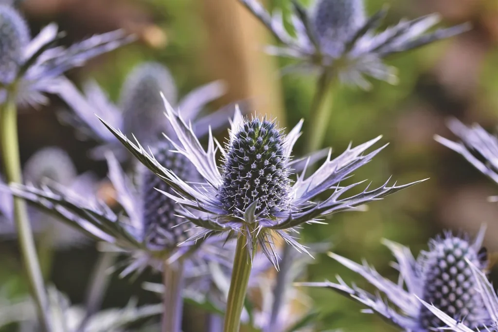 Distel im Traum