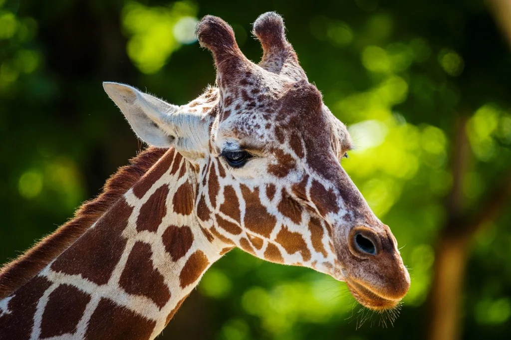 Giraffe im Traum Deutung