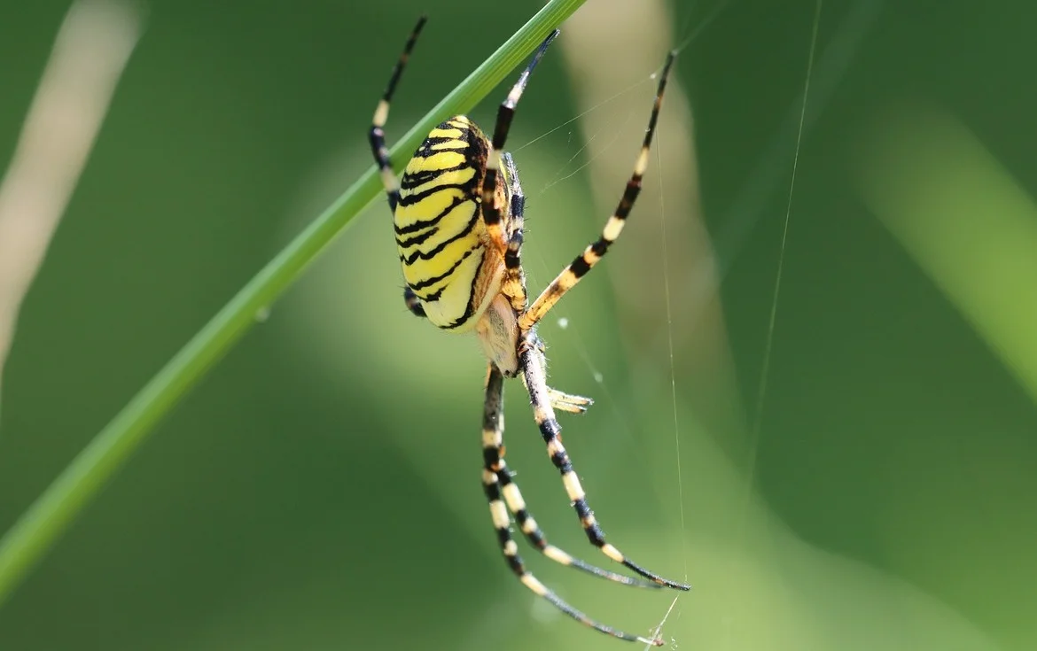 Kreuzspinne im traum Deutung