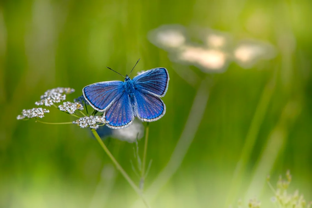 Schmetterling im Traum Deutung