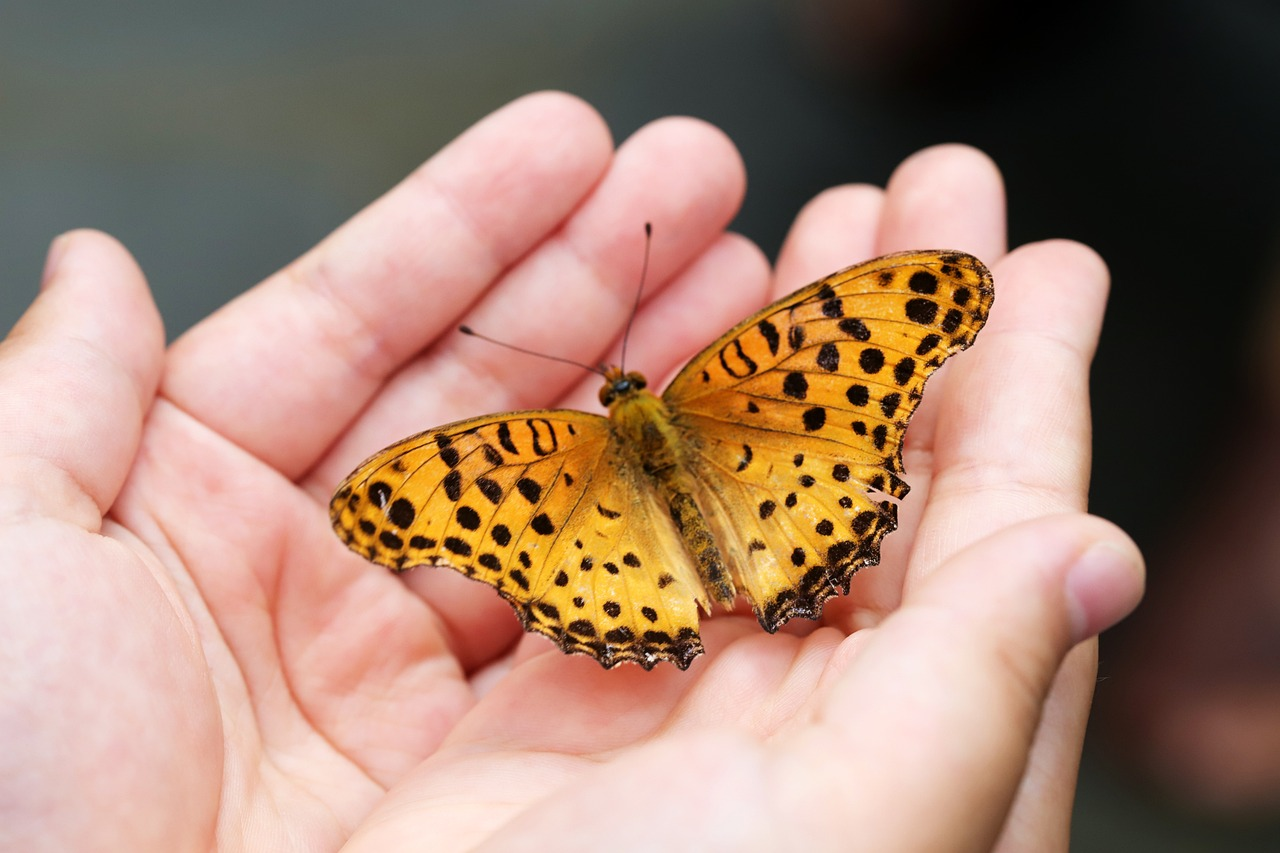 Schmetterling im Traum