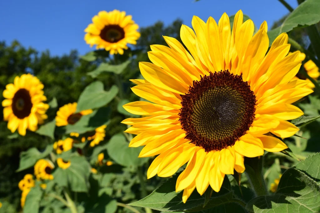 Sonnenblume im Traum