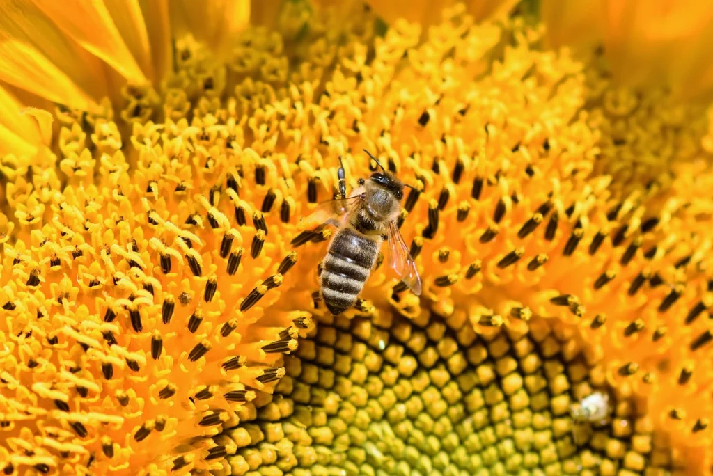 Sonnenblume im Traum