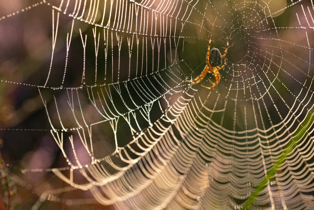 Spinngewebe im Traum Deutung