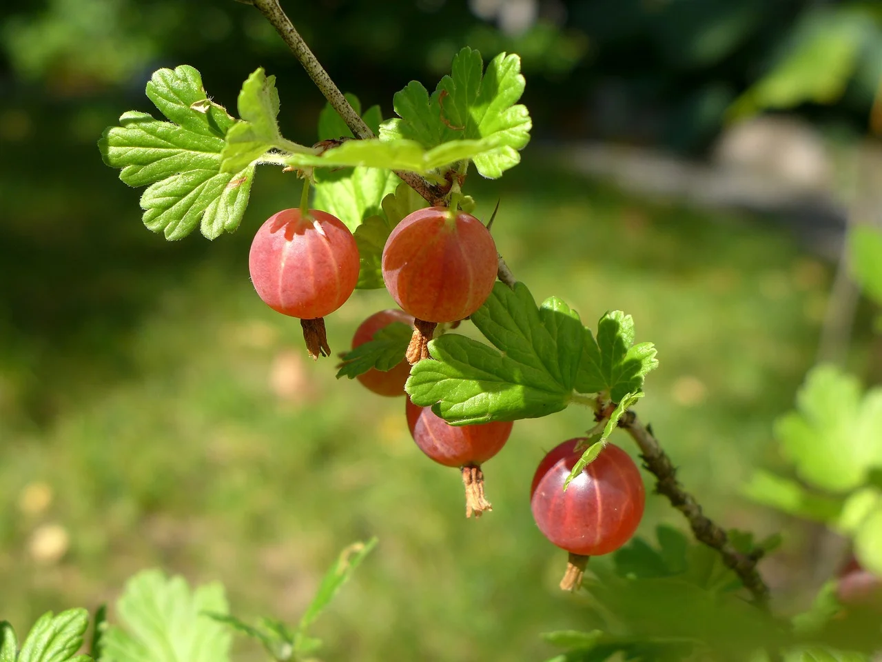 Stachelbeeren im Traum