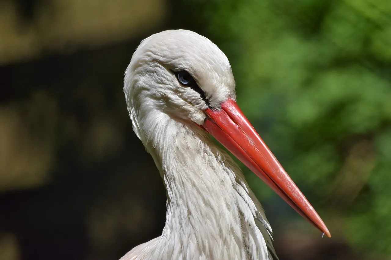 Storch im Traum