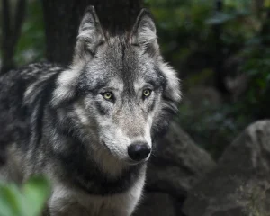 Wolf im Traum