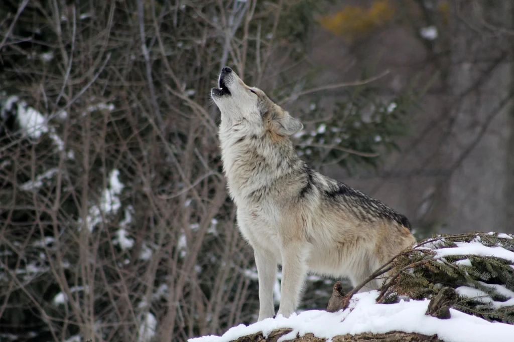 Wolf im Traum Deutung