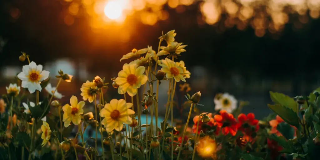 traumdeutung Blumen