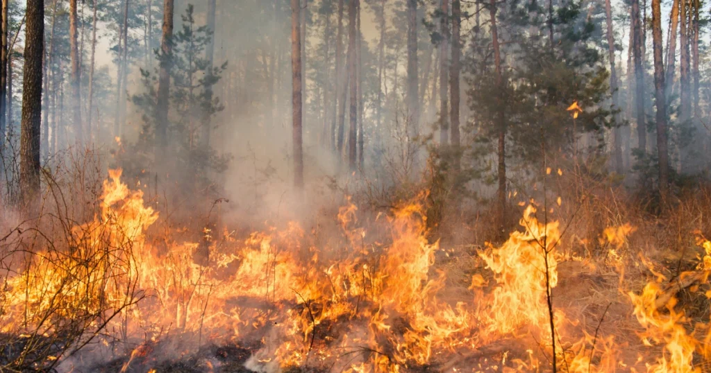 traumdeutung feuer