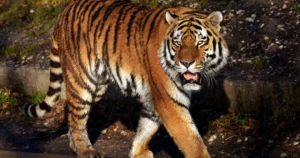 traumdeutung tiger